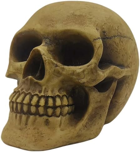 CUZOKOLA Realistic Human Skull Decor with Weathering Effect