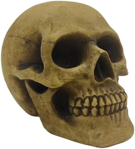 CUZOKOLA Realistic Human Skull Decor with Weathering Effect