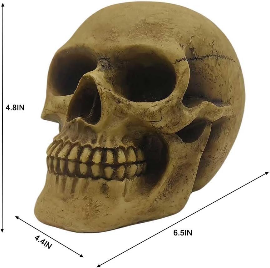 CUZOKOLA Realistic Human Skull Decor with Weathering Effect