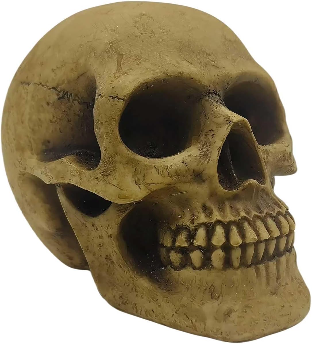 CUZOKOLA Realistic Human Skull Decor with Weathering Effect