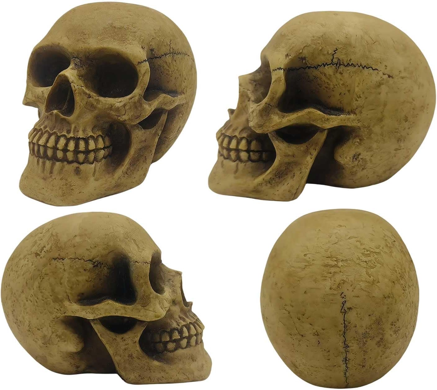 CUZOKOLA Realistic Human Skull Decor with Weathering Effect